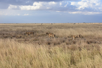 Fototapeta na wymiar View of Serengeti National Park, Tanzania