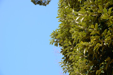 Image of Sunny sky and trees overgrown with leaves