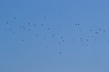 bird PAJAROS CIELO