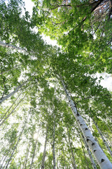 Grove of Birch Trees Photographs 