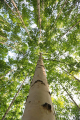 Fototapeta premium Grove of Birch Trees Photographs 