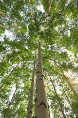 Fototapeta premium Grove of Birch Trees Photographs 