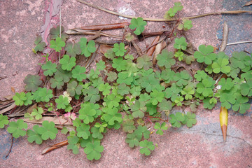 Small fresh green clover growing in a crack of a crumbling concrete floor