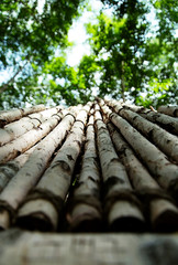 Grove of Birch Trees Photographs 