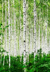 Rolgordijnen Bos van berkenbomen Foto& 39 s © yurim