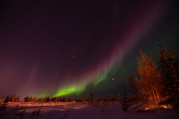 The northern lights shine strong in the sky over the boreal forest near Churchill, Manitoba