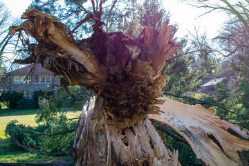 A Recently Fallen Tree With Damage in a Park