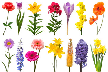 Spring collection of flowers rose, crocus, hyacinth, aster, lily, eremurus, poppy, phlox, tulip,...