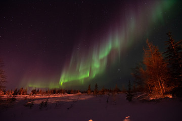 The northern lights shine strong in the sky over the boreal forest near Churchill, Manitoba