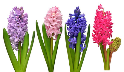 Collection hyacinth flower head isolated on a white background. Spring time. Easter holidays....