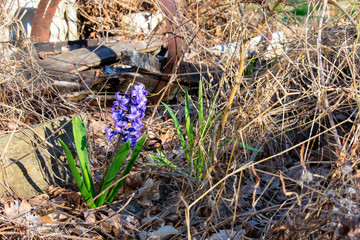  A Blooming Purple Flower Surrounded by Dead Grass and Rusty Metal
