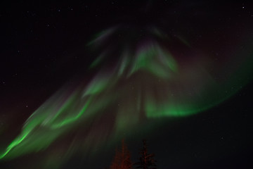 The northern lights shine strong in the sky over the boreal forest near Churchill, Manitoba