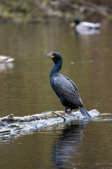 A picture of a Double-crested Cormorant perched on the driftwood.  Vancouver  BC  Canada