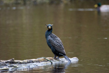 A picture of a Double-crested Cormorant perched on the driftwood.  Vancouver  BC  Canada