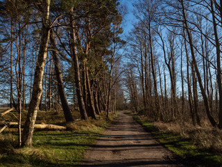 Alley in the forest. Early spring, trees still without leaves. Sunny day.