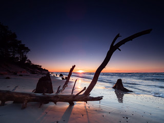 Dead trunks and trees uncovered by the sea during the sunset. Long exposure photography. Czolpino,...