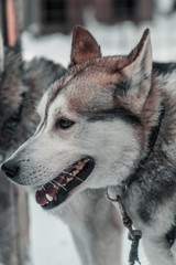 Huskies in einem Husky Park