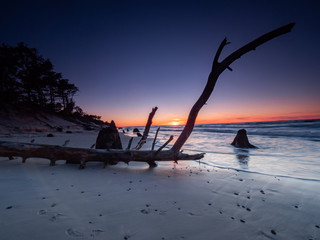 Dead trunks and trees uncovered by the sea during the sunset. Long exposure photography. Czolpino, Poland.