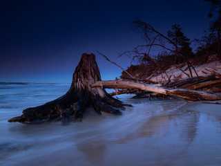 Dead trunks and trees uncovered by the sea during the sunset.Long exposure photography. Czolpino, Poland.
