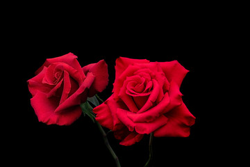 Rose flower closeup. Shallow depth of field. Red roses isolated on black background