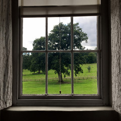 A lush green tree stands watch outside the old lead glass window
