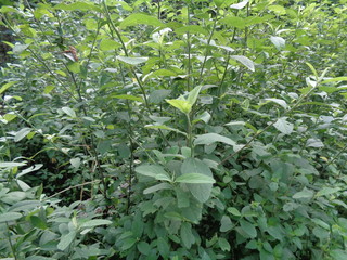 Sida rhombifolia (arrowleaf sida, Malva rhombifolia, rhombus-leaved sida, Paddy's lucerne, jelly leaf, Cuban jute, Queensland-hemp, Indian hemp) in the nature background. Also use as herbal medicine.