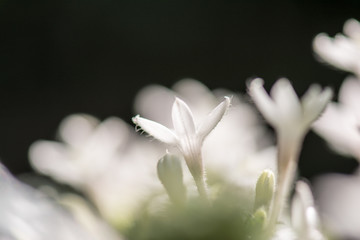 closeup of white flower on green background
