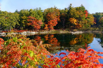 Striking fall foliage by the pond near Thousand Islands, New York, U.S.A
