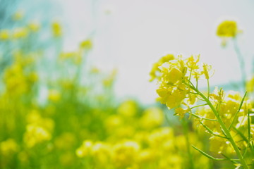 菜の花