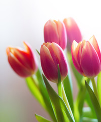 Fototapeta premium Pink and yellow tulips, spring flowers, tulips on white background. 