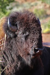 Fototapeta premium Beautiful Buffalo in the Caprock Canyon State Park Near the Quitaque, Texas 