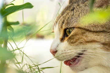 Extremely close up of munchkin cat's face hiding in the green garden
