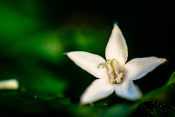 closeup of white flower on green background