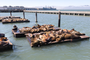 View of several seals sunning on Pier 38 in the city of San Francisco on a sunny winter day,...