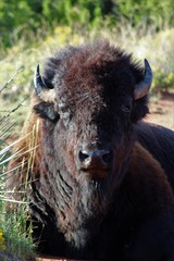 Beautiful Buffalo in the Caprock Canyon State Park Near the Quitaque, Texas 