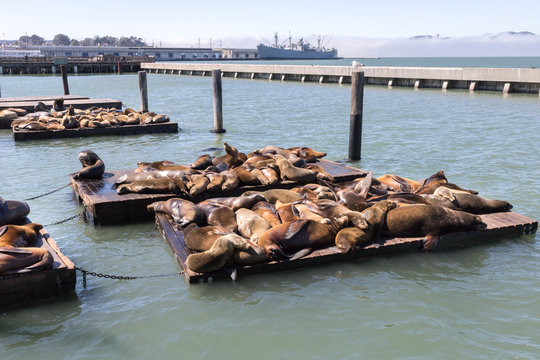 View of several seals sunning on Pier 38 in the city of San Francisco on a sunny winter day, California.