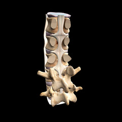 Obraz premium Posterior Longitudinal Ligament of the Human Spinal Column on Black Background