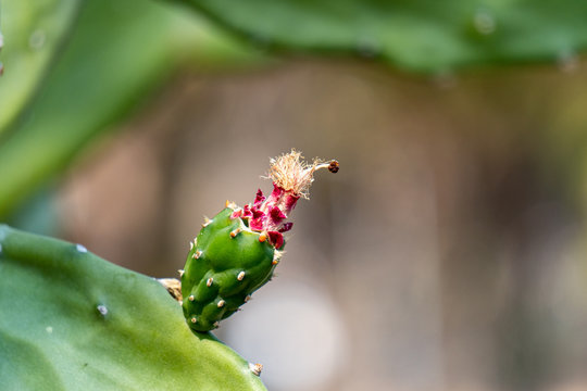 Ripe fruit of Prickly pear cactus or Opuntia Ficus-Indica