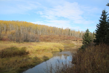 Fototapeta na wymiar October Autumn Down The Creek, Whitemud Park, Edmonton, Alberta
