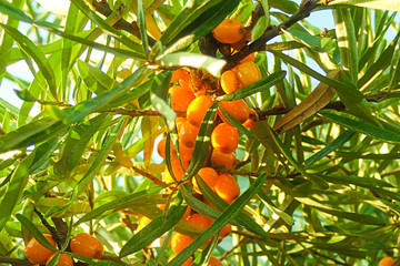 seabuckthorn branch bright orange berries sunny day medicinal healthy plant