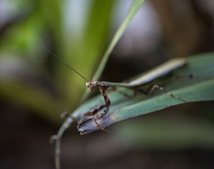 Insecto Mantis religiosa, de color verde con antenas parada en el borde de una hoja verde en Corcovado, Costa Rica
