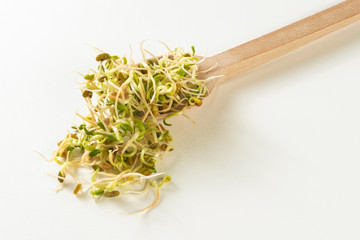 radish sprouts in wooden spoon against white background