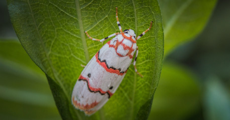 Close up of beautiful butterfly moth (cyana) on green leaf