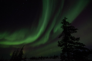 Fototapeta na wymiar northern lights aurora borealis in churchill manitoba canada