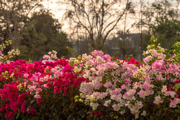 Beautiful bougainvillea flowers bloom with blurred trees.