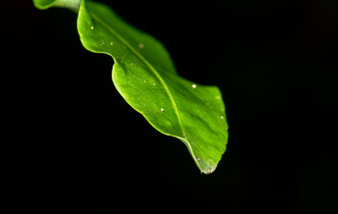 green leaf with water drops
