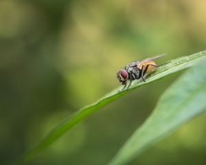 Housefly insect sitting on flower leaf with nature background