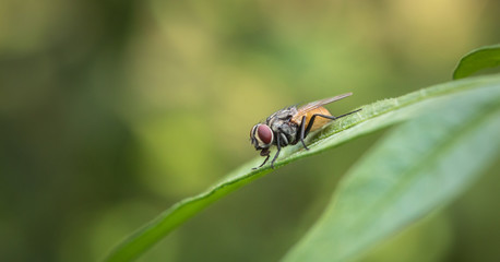 Housefly insect sitting on flower leaf with nature background
