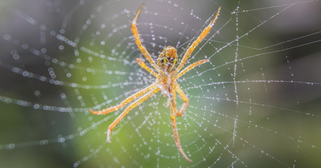 Close up of Spider on Net with blurred nature background