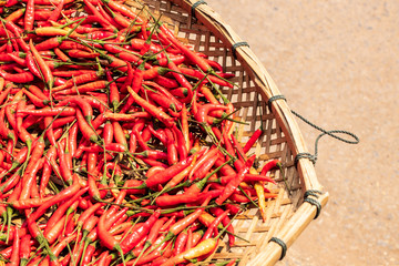 Fototapeta premium Many red chillies lay in a basket during the day time in the sun.